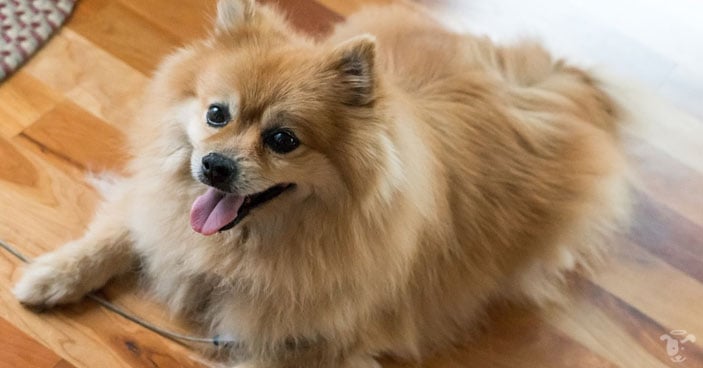 Hot-Weather-Dog-Grooming-Should-I-Shave-My-Pup-BLOG-IMAGES-5