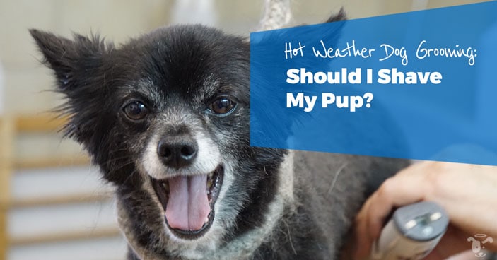 Hot-Weather-Dog-Grooming-Should-I-Shave-My-Pup-HEADLINE-IMAGE
