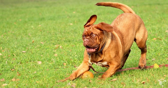 Joint-Care-for-Dogs-How-to-Detect-Discomfort-and-Help-a-Dog-Whos-in-Pain-BLOG-IMAGES-1