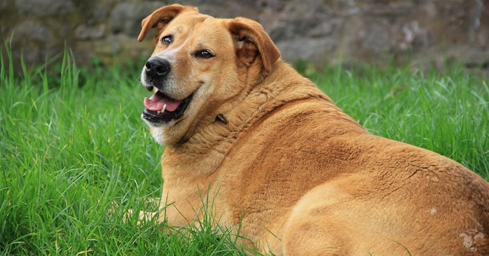 Joint-Care-for-Dogs-How-to-Detect-Discomfort-and-Help-a-Dog-Whos-in-Pain-BLOG-IMAGES-2