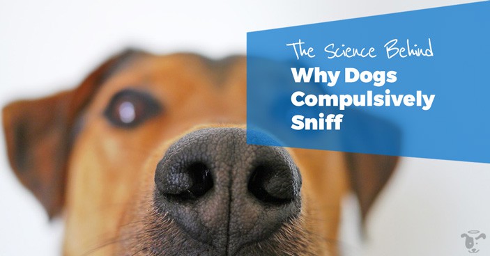 Drugs-Truffles-and-Bums-The-Science-Behind-Why-Dogs-Compulsively-Sniff-HEADLINE