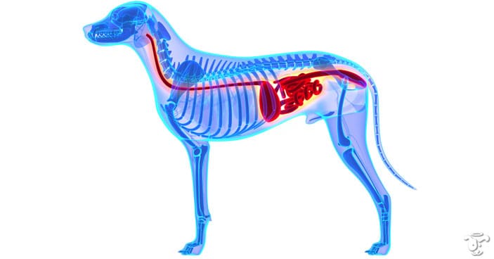 Healthy-New-Year-Habits-All-About-Leaky-Gut-Syndrome-in-Dogs-BLOG-IMAGE-1