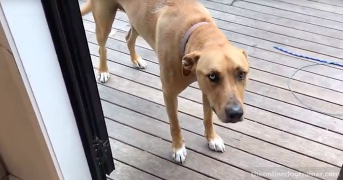 Jacks-Intuition-A-Dog’s-Amazing-Ability-to-Understand-Life-and-Death-BLOG-IMAGES-4