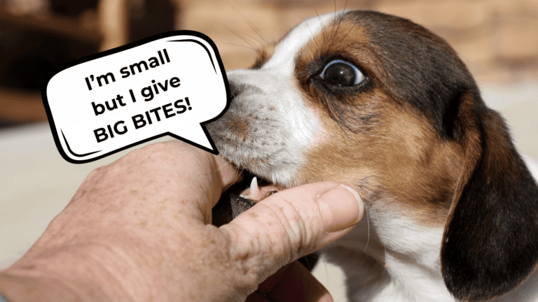 my puppy is growling and biting me