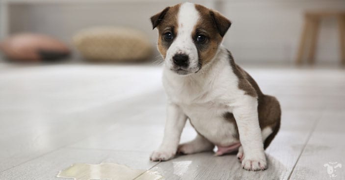 The path of potty training puppies are filled with trial and error - if you don't have the right kind of training