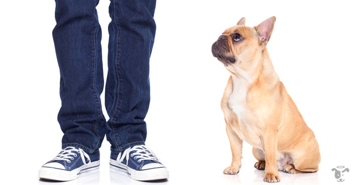 Consistency is the most crucial part in potty training your puppy