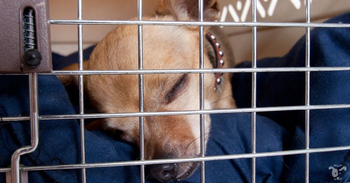 Crate training is one of the most effective tools in potty training