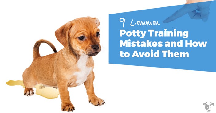 As a puppy parent, being new to puppy training pushes you to do things you never planned on doing