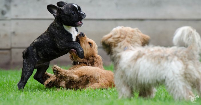 There are proper approaches on how to handle puppy bad habits once it surfaces