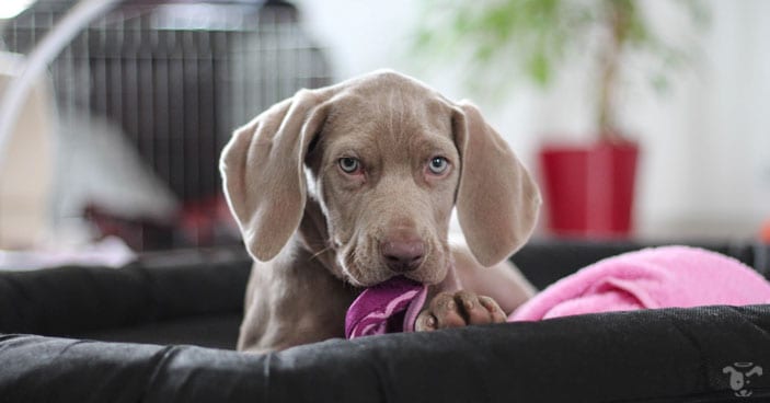 Puppy training takes much time and effort but it will be worth it in the long run