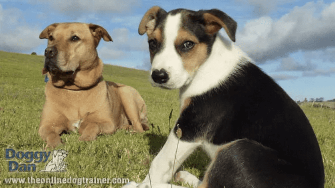 Learn puppy training from Doggy Dan with simplified PEES structure