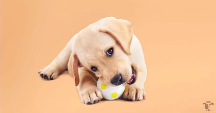 Puppies are like toddlers, you need to keep them engaged to direct their active energies