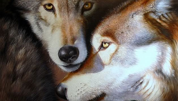 Becoming the pack leader