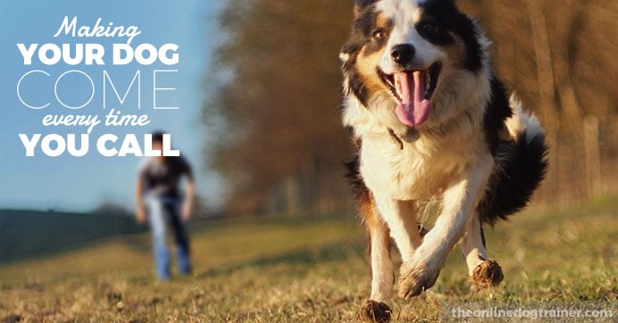 How to train your dog to come every time with Doggy Dan