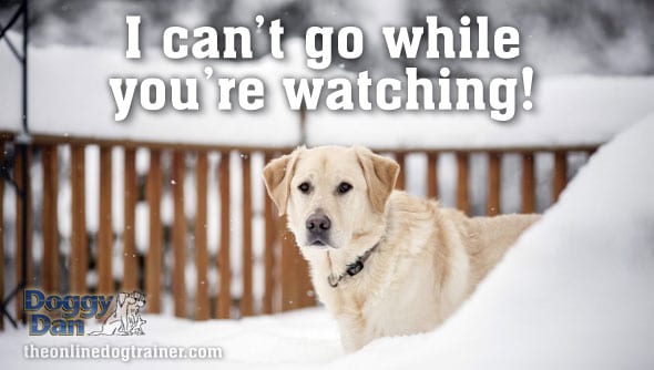 Toilet potty training for puppies and dogs