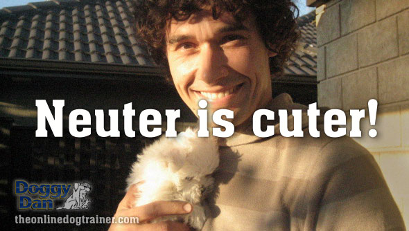 Neuter is cuter dogs