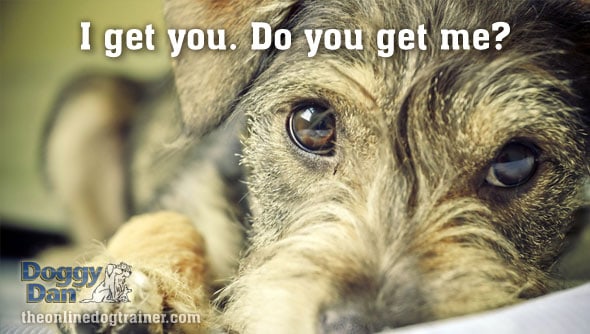 Trying to understand your dog