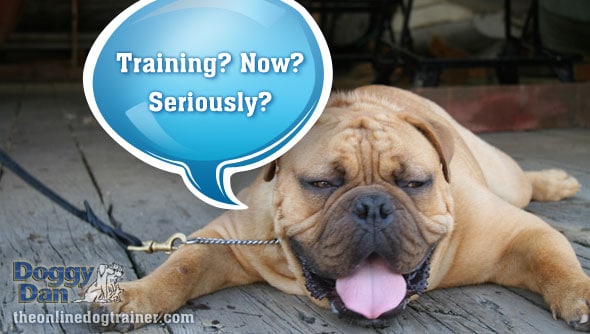 Doggy Dans No1 Dog Training Tip