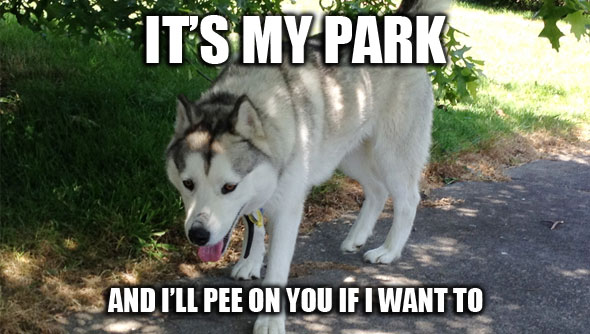 How to stop dogs urinating inside