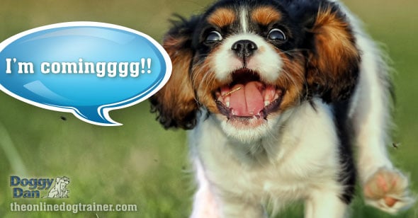 How to train your dog to come every time with Doggy Dan