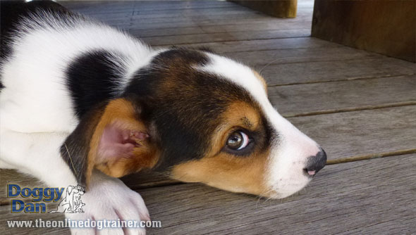 Puppy Training with Doggy Dan and Moses