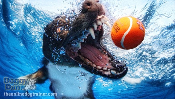 Training a dog to fetch