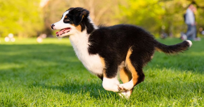 Doggy Dan's Puppy Coach is the best program out there