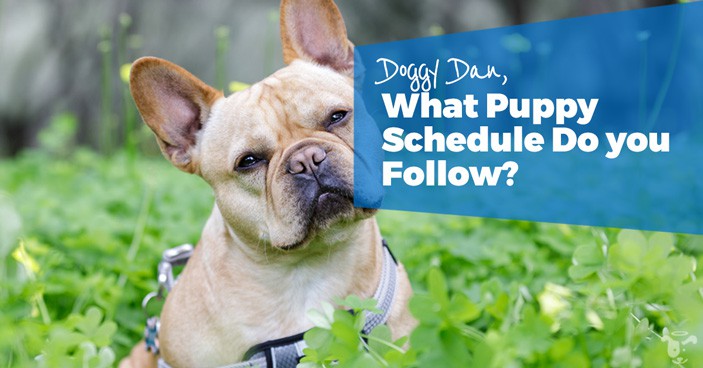 Puppy training takes a lot of dedicated effort