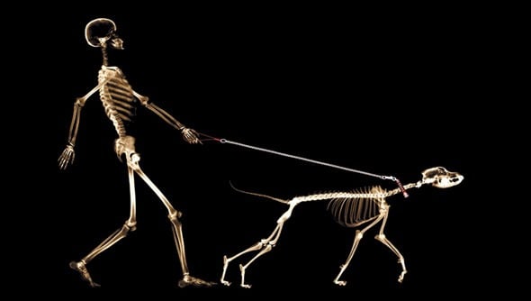 How to walk a dog properly