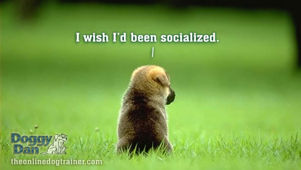 Why socializing a new puppy is so important