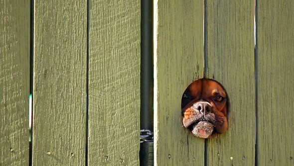 how-to-train-the-best-family-guard-dog