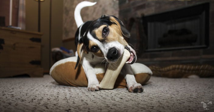 Dog and his rawhide chew