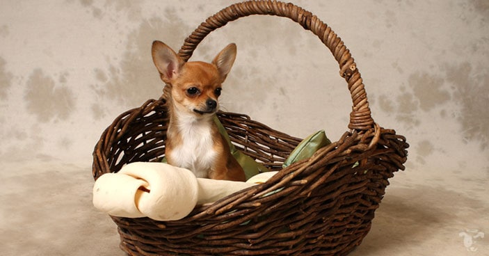 Rawhides have risks as well