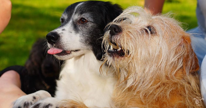 dogs get in line to get their treats