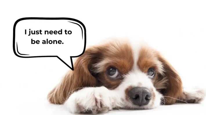 ways to calm my dog down