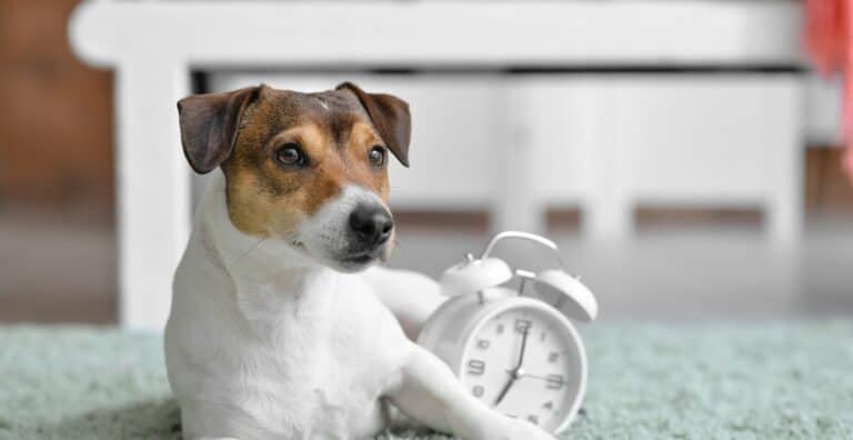 How to Do Timeout for Dogs Effectively: Tips from a Top Dog Trainer cover
