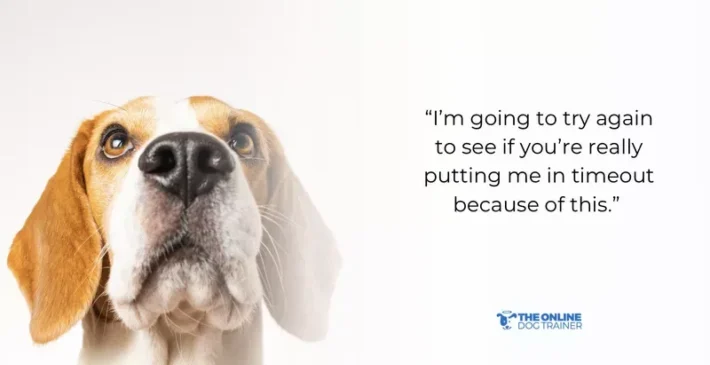 effect of timeout in dogs