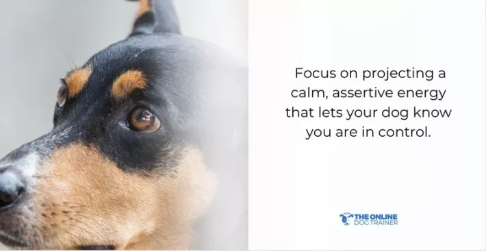 frequency of timeout for dogs