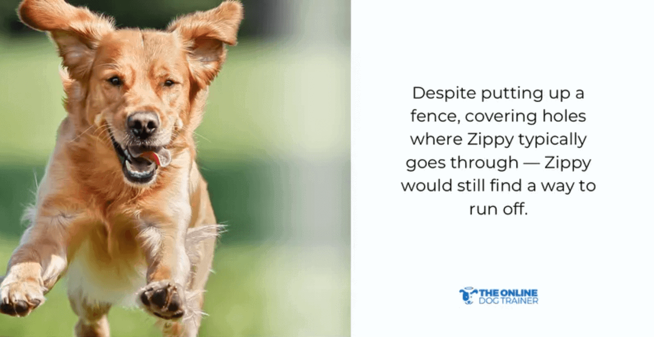 dog psychology animal behaviour