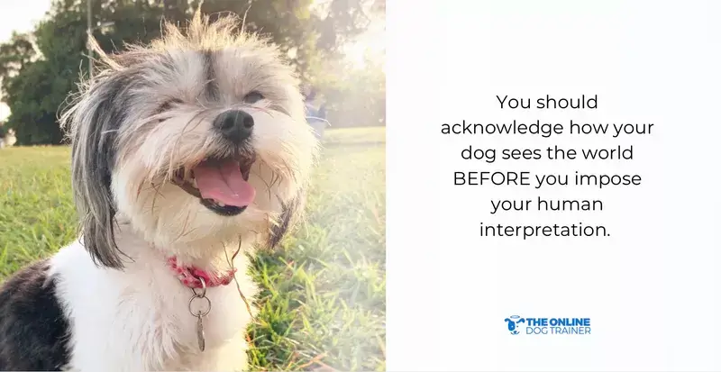 understanding dog psychology