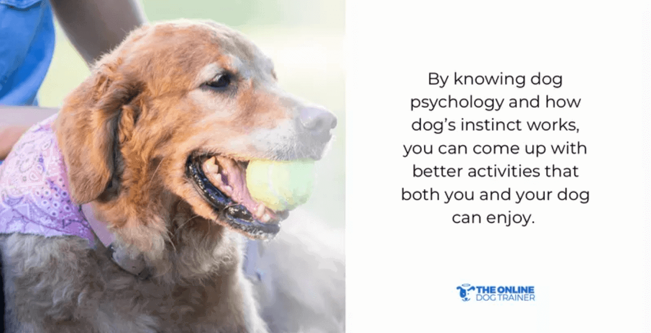 understanding how dogs think