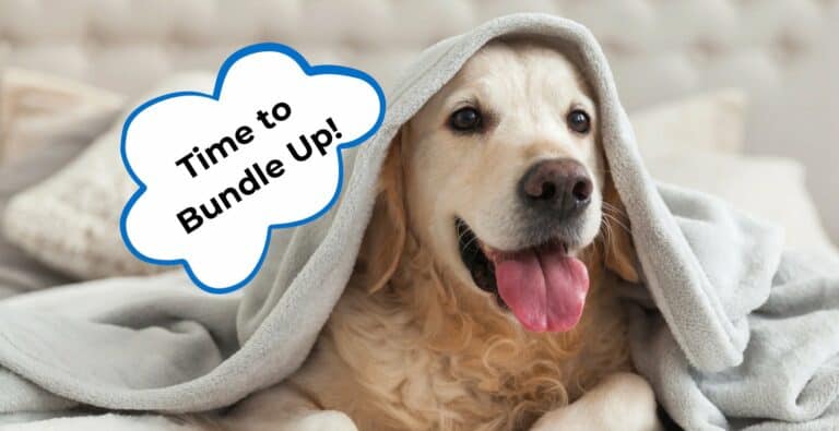 9 Ways on How to Keep a Dog Warm at Night: For Indoor and Outdoor Dog Care cover