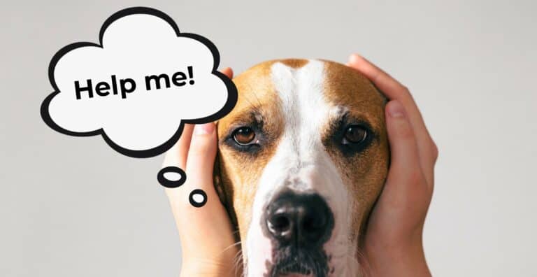 How to Help Fearful Dogs: What Causes Fear + How You Can Help cover