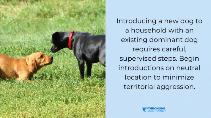 current dog meets new dog