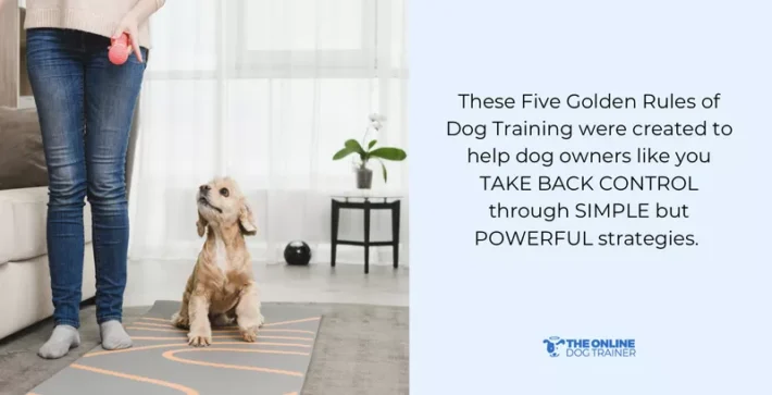 how to handle a dominant dog