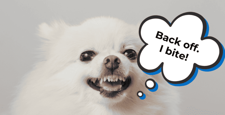 Is Your Dog Snapping At Everyone? 9 Training Tips for Aggressive Dogs cover