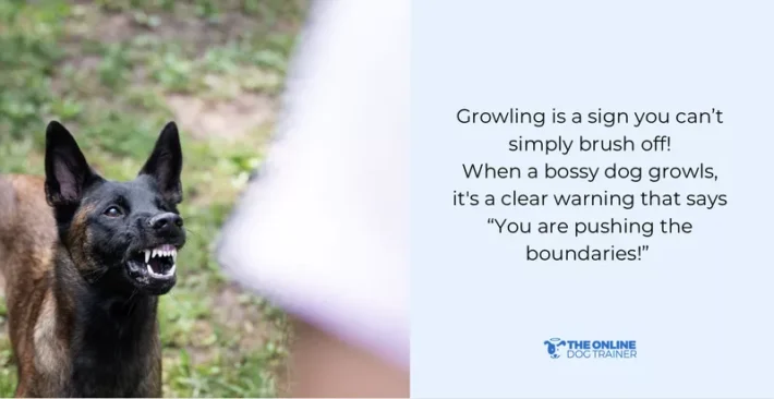 dominant male dog aggression