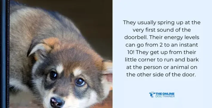 protective dog resource guarding