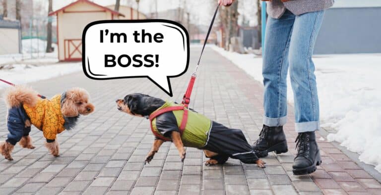 How to Handle a Dominant Dog: 8 Powerful Training Strategies cover