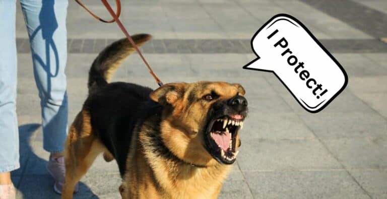 How to Deal with a Fear Biter: What Causes It and How You Can Change the Behavior cover